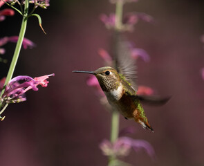 Fototapeta na wymiar hummingbird, flowers