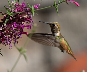 hummingbird, flowers