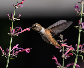 hummingbird, flowers