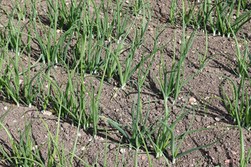 Rows of onions growing in a vegetable garden