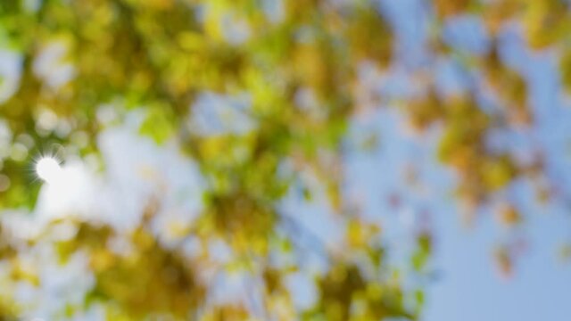 Beautiful sunny bright blurry natural 4k video bokeh background. Yellow, green and orange colourful vivid leaves and branches of trees isolated on cler blue sky background with magic sun shine sparkle