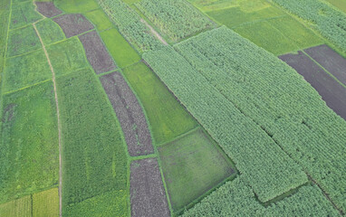 aerial view  farm land of drone  with high view of local agriculture land