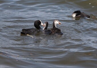 Adult Eurasian coot (Fulica atra) with offsprings swimming and eating. Coot family feeding. Australian coot chick holding snail in beak with its parent and siblings.