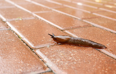slug crawling along the path in the rain