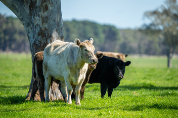 Close up of Angus and Murray Grey beefs Cows eating long pasture in spring and summer.