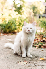 Naklejka na ściany i meble White domestic fluffy cat sitting in the garden