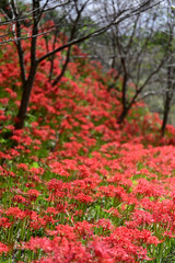 四国香川県の彼岸花