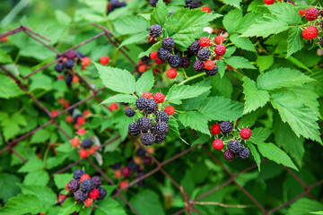 Black raspberry of berries ripening - obrazy, fototapety, plakaty