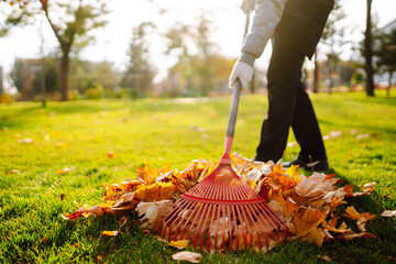 Rake with fallen leavesin the park. Autumn garden works.  Volunteering, cleaning, and ecology concept.