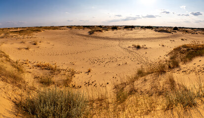 Beautiful desert landscape with dunes. Walk on a sunny day on the Oleshkiv sands.