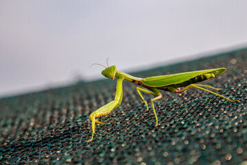 Female mantis on the island in summer.