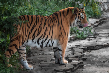 A tiger comes out of the green forest predatory licking its lips, the Amur tiger bright colors greens, red