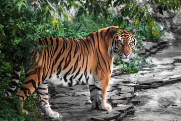Tiger came out of the forest onto a stone road and looks at you with red wool and greenery.