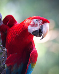 Arara Vermelha Grande - (Ara chloropterus) © DANIEL