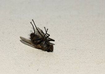 insects 