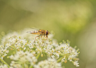 Hoverfly on white flower