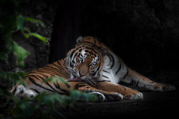 Fototapeta na wymiar Powerful calm tiger, the Amur tiger licks its fur in the dark, chenny background
