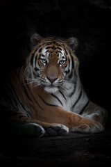 confident gaze of a powerful tiger, Amur tiger, black background personifies strength and...