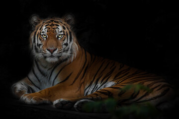 Fototapeta na wymiar Big strong tiger, Amur tiger isolated black background with green leaves, symbol of strength and beauty in the year tiger