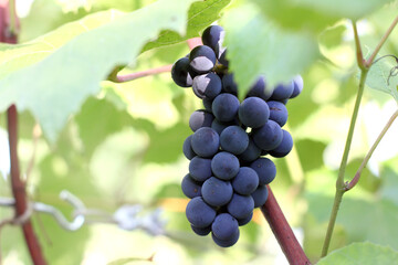 bunch of dark berries on a vine branch. grapes in the garden