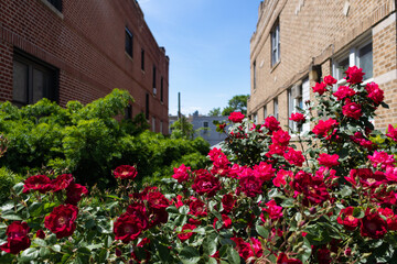 Fototapeta na wymiar Beautiful Red Roses between Homes in Astoria Queens New York during Spring