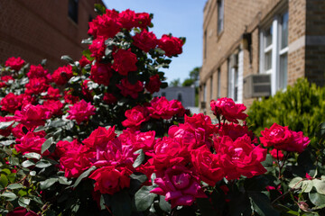 Fototapeta na wymiar Beautiful Red Roses in an Urban Home Garden in Astoria Queens New York during Spring