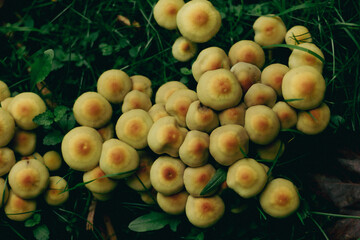 grzyby rosnące w trawie