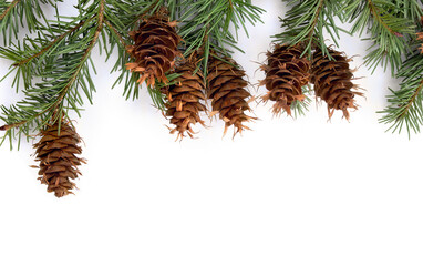 Christmas decoration. Cones and twigs pine tree ( Pseudotsuga menziesii, Douglas fir, Douglas tree, Oregon pine ) on a white background with space for text. Top view, flat lay