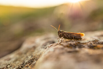 12.09.2021, GER, Bayern, Walberla: Nahaufnahme einer Heuschrecke im Abendlicht.