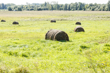 field with bales of harvested hay