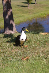 duck next to a tree next to a pond