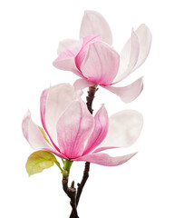 Obraz na płótnie Canvas Magnolia liliiflora flower on branch with leaves, Lily magnolia flower isolated on white background, with clipping path 