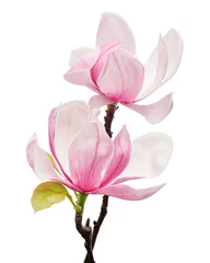 Zelfklevend Fotobehang Magnolia liliiflora flower on branch with leaves, Lily magnolia flower isolated on white background, with clipping path  © Dewins