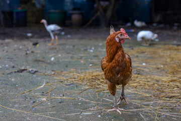 The Rhode Island red hen is stay and relax in asia farm garden