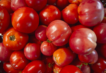 Red ripe tomatoes gathered in a pile from the garden