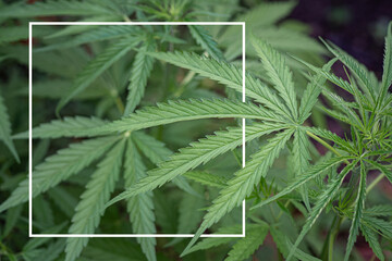 Cannabis plants growing at outdoor farms. Photo with a white frame. Close-up. Concept of cannabis plantation for medical