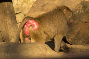 the red pupa of a walking baboon - obrazy, fototapety, plakaty