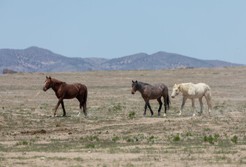 Wild Horses in Spring in the Utah Desert