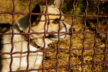 Animal abuse. Dog out of will.