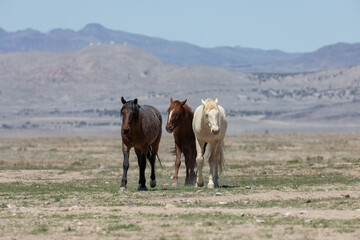 Wild Horses in Spring in the Utah Desert