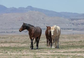 Wild Horses in Spring in the Utah Desert