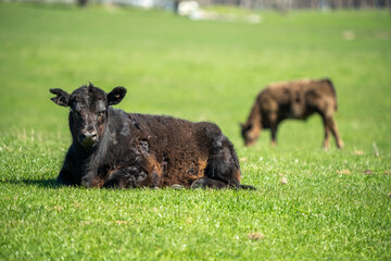 Speckled park, Murray grey, Angus cows and calf grazing on lush pasture. while they enjoy the sun...