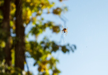 spider sits on the web