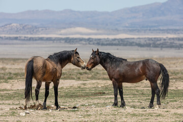 Wild Horses in Spring in the Utah Desert