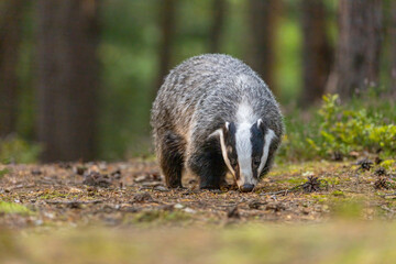 European badger is walking in the forest. Horizontally. 