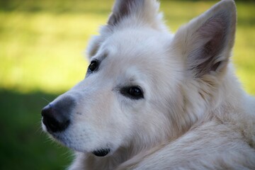 Weißer Schäferhund mit Schulterblick