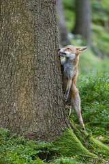 The fox is leaning on a trunk and licking it in the forest. Vertically. 
