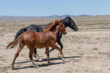 Fototapeta premium Wild Horses in Spring in the Utah Desert