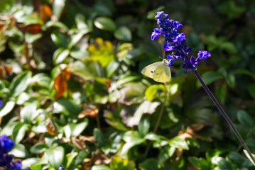 Small white butterfly (Pieris rapae) perched on purple flower in Zurich, Switzerland