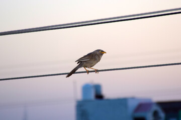 Bird sitting on a wire.